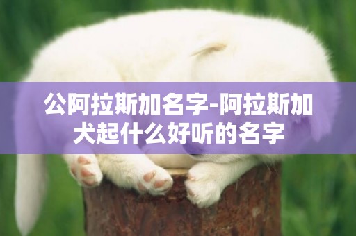 公阿拉斯加名字-阿拉斯加犬起什么好聽的名字