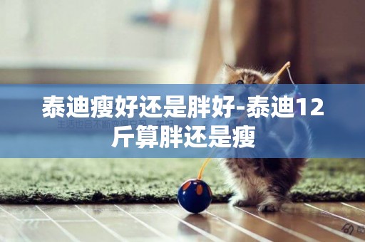 泰迪瘦好還是胖好-泰迪12斤算胖還是瘦