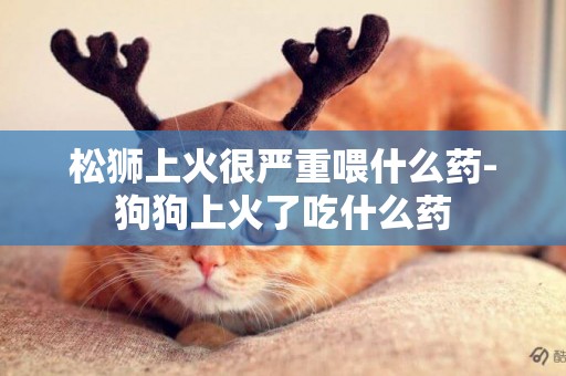 松獅上火很嚴重喂什么藥-狗狗上火了吃什么藥