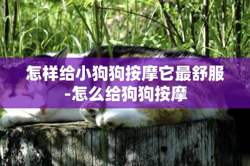 怎樣給小狗狗按摩它最舒服-怎么給狗狗按摩