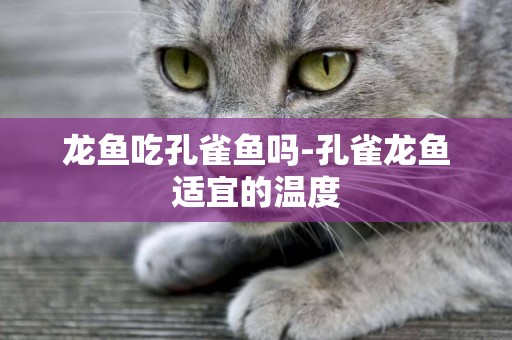龍魚吃孔雀魚嗎-孔雀龍魚適宜的溫度