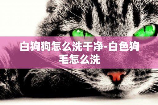 白狗狗怎么洗干凈-白色狗毛怎么洗
