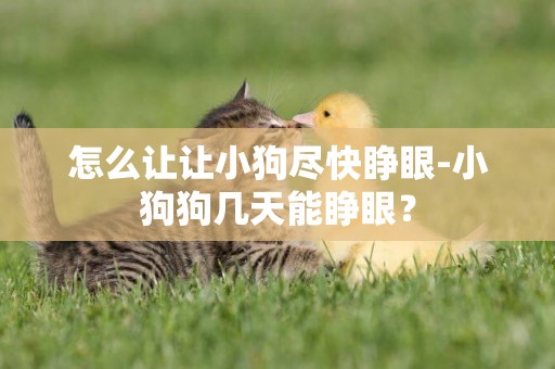 怎么讓讓小狗盡快睜眼-小狗狗幾天能睜眼？