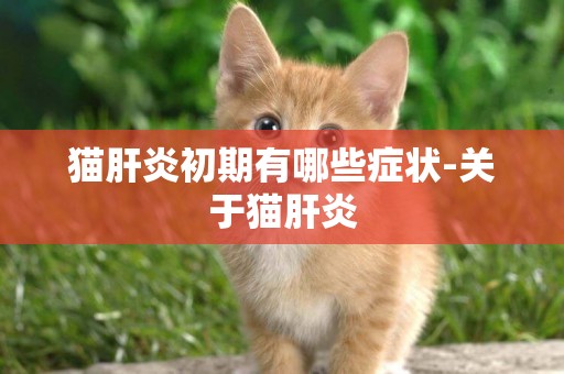 貓肝炎初期有哪些癥狀-關于貓肝炎
