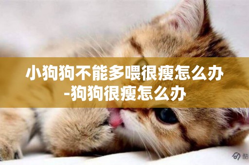 小狗狗不能多喂很瘦怎么辦-狗狗很瘦怎么辦