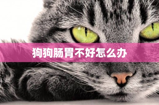 狗狗腸胃不好怎么辦