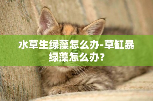 水草生綠藻怎么辦-草缸暴綠藻怎么辦？