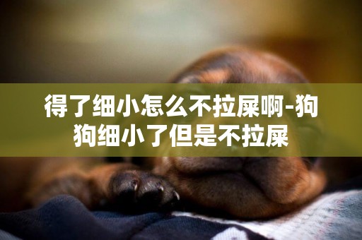 得了細小怎么不拉屎啊-狗狗細小了但是不拉屎