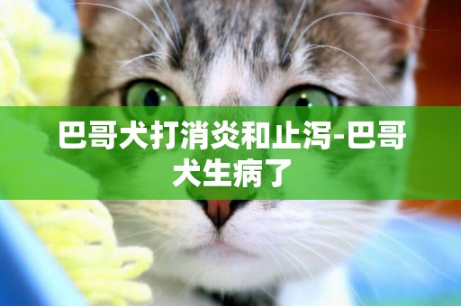 巴哥犬打消炎和止瀉-巴哥犬生病了