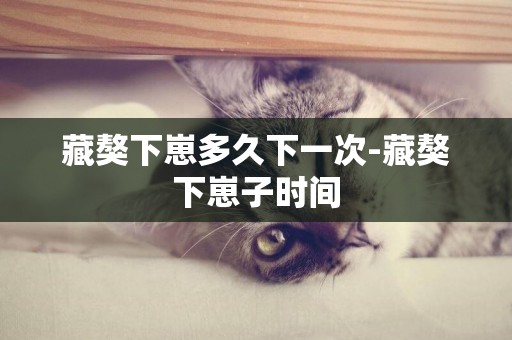 藏獒下崽多久下一次-藏獒下崽子時間