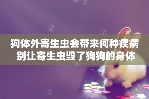 狗體外寄生蟲會帶來何種疾病 別讓寄生蟲毀了狗狗的身體