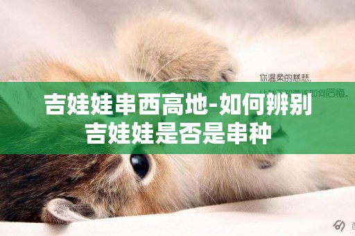 吉娃娃串西高地-如何辨別吉娃娃是否是串種