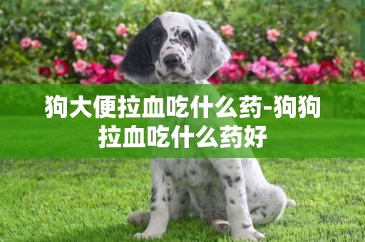 狗大便拉血吃什么藥-狗狗拉血吃什么藥好