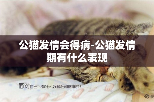 公貓發情會得病-公貓發情期有什么表現