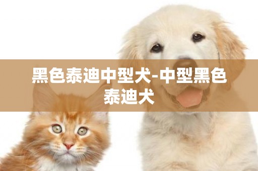 黑色泰迪中型犬-中型黑色泰迪犬