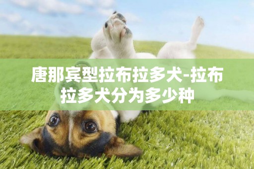 唐那賓型拉布拉多犬-拉布拉多犬分為多少種