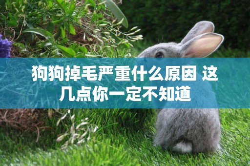 狗狗掉毛嚴重什么原因 這幾點你一定不知道