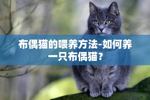 布偶貓的喂養方法-如何養一只布偶貓？