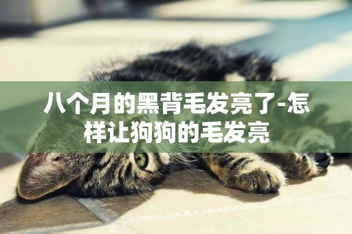 八個月的黑背毛發亮了-怎樣讓狗狗的毛發亮