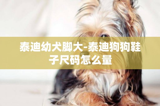 泰迪幼犬腳大-泰迪狗狗鞋子尺碼怎么量