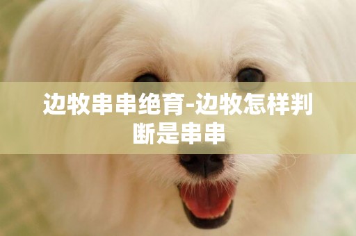 邊牧串串絕育-邊牧怎樣判斷是串串