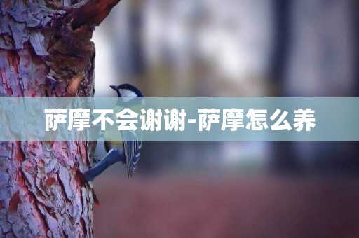 薩摩不會謝謝-薩摩怎么養