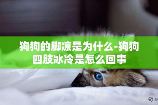 狗狗的腳涼是為什么-狗狗四肢冰冷是怎么回事