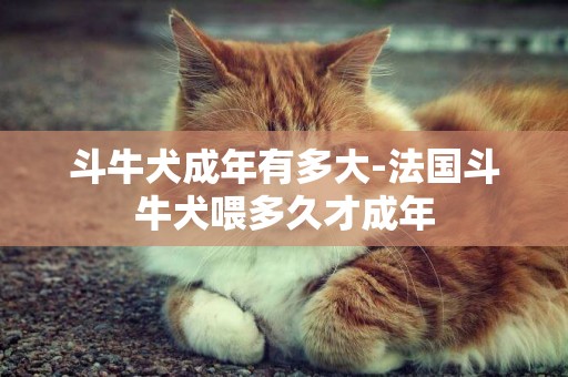 斗牛犬成年有多大-法國斗牛犬喂多久才成年