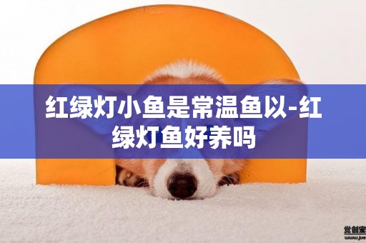 紅綠燈小魚是常溫魚以-紅綠燈魚好養嗎