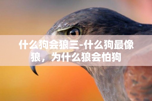 什么狗會狼三-什么狗最像狼，為什么狼會怕狗