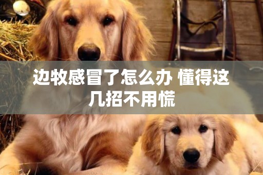 邊牧感冒了怎么辦 懂得這幾招不用慌