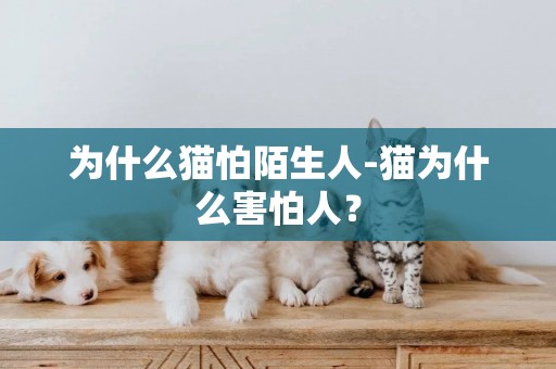 為什么貓怕陌生人-貓為什么害怕人？