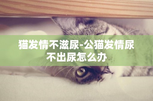 貓發情不滋尿-公貓發情尿不出尿怎么辦