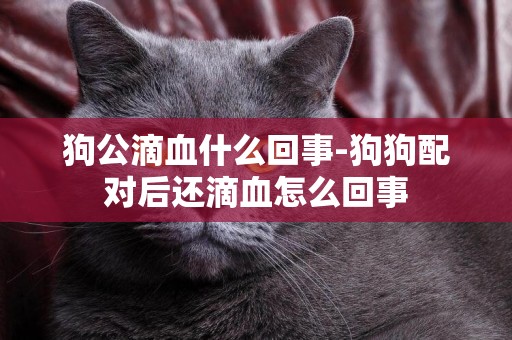 狗公滴血什么回事-狗狗配對后還滴血怎么回事