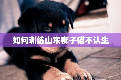如何訓練山東獅子貓不認生
