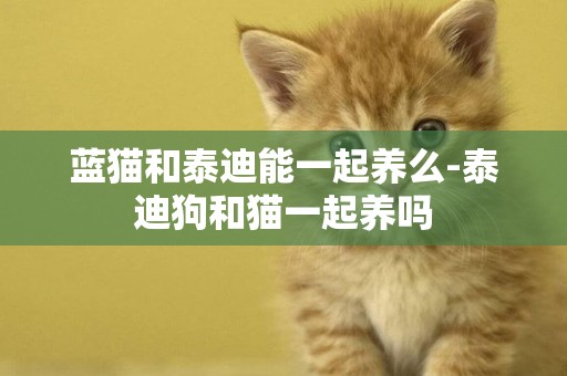藍貓和泰迪能一起養么-泰迪狗和貓一起養嗎