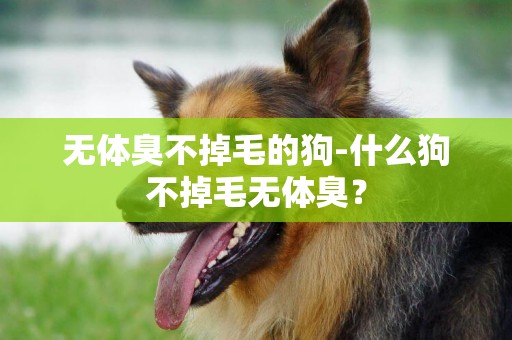 無體臭不掉毛的狗-什么狗不掉毛無體臭？