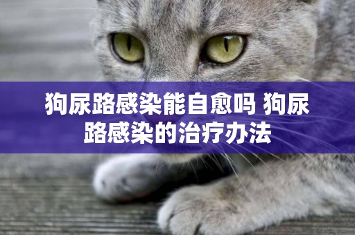 狗尿路感染能自愈嗎 狗尿路感染的治療辦法