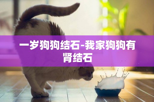 一歲狗狗結石-我家狗狗有腎結石
