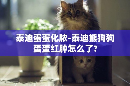 泰迪蛋蛋化膿-泰迪熊狗狗蛋蛋紅腫怎么了?
