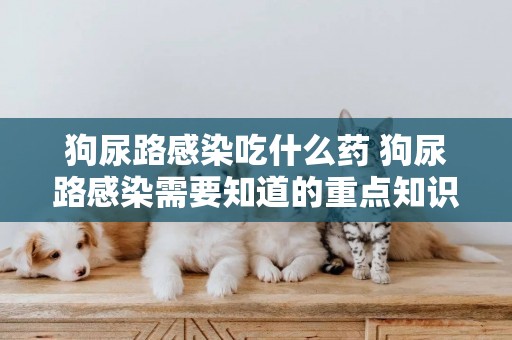 狗尿路感染吃什么藥 狗尿路感染需要知道的重點知識！