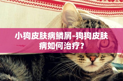 小狗皮膚病鱗屑-狗狗皮膚病如何治療？
