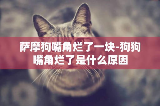 薩摩狗嘴角爛了一塊-狗狗嘴角爛了是什么原因