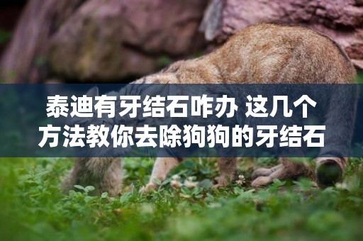 泰迪有牙結石咋辦 這幾個方法教你去除狗狗的牙結石