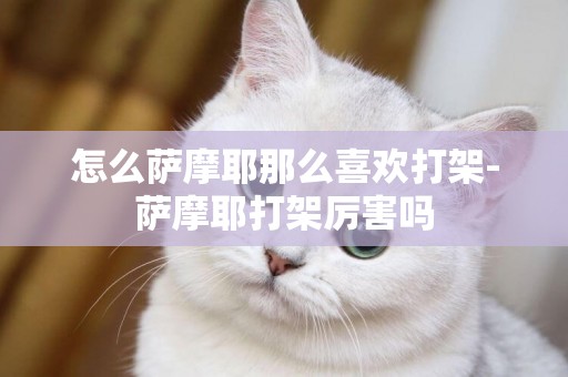 怎么薩摩耶那么喜歡打架-薩摩耶打架厲害嗎