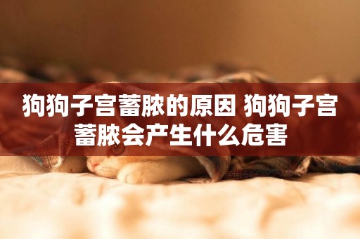 狗狗子宮蓄膿的原因 狗狗子宮蓄膿會產生什么危害