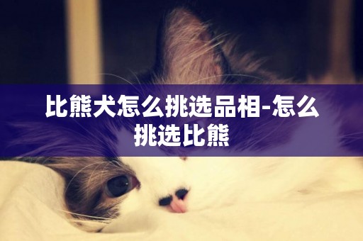比熊犬怎么挑選品相-怎么挑選比熊