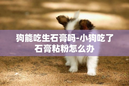 狗能吃生石膏嗎-小狗吃了石膏粘粉怎么辦