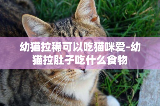 幼貓拉稀可以吃貓咪愛-幼貓拉肚子吃什么食物