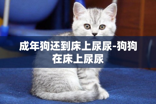 成年狗還到床上尿尿-狗狗在床上尿尿
